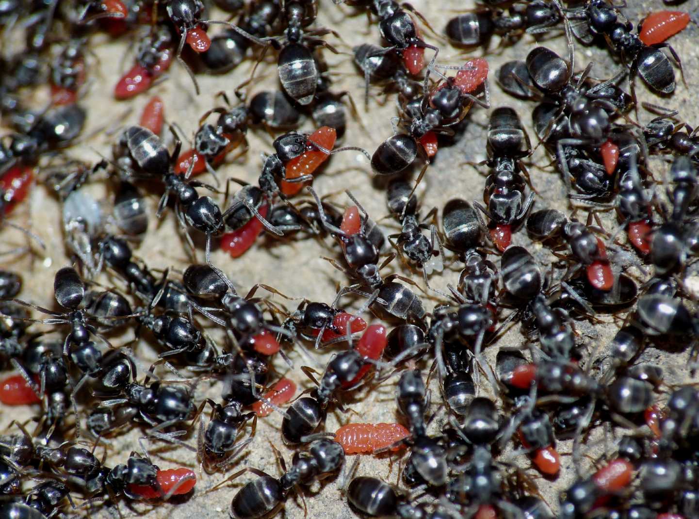 Tapinoma sp. (Formicidae) con ospiti (Coccidi)